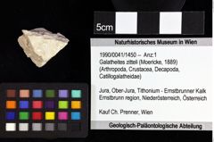 Foto (Objket + Etiketten) von Decapoda indet. 